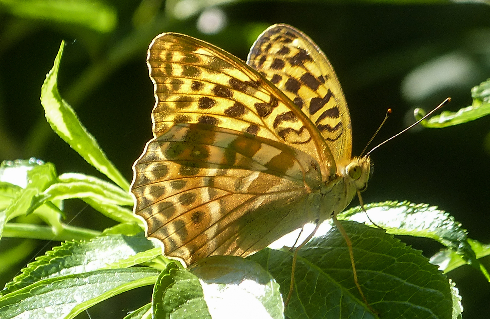 Argynnis paphia - nagy gyöngyházlepke