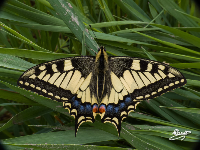 Papilio machaon - fecskefarkú lepke