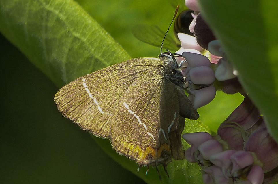 Satyrium w-album - szilfa-csücsköslepke