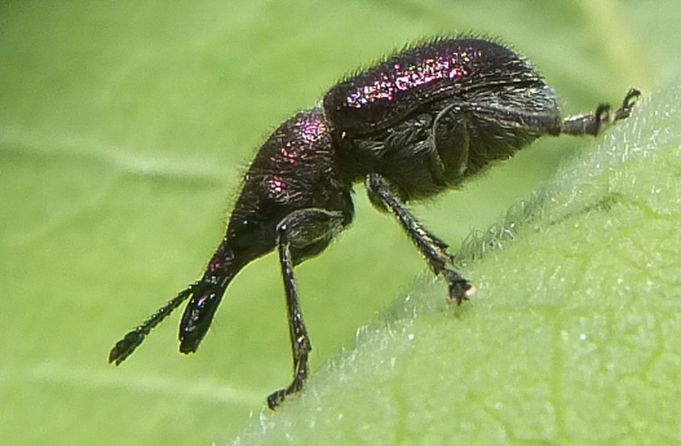 Rhynchites auratus - aranyos eszelény Rhynchites auratus - aranyos eszelény