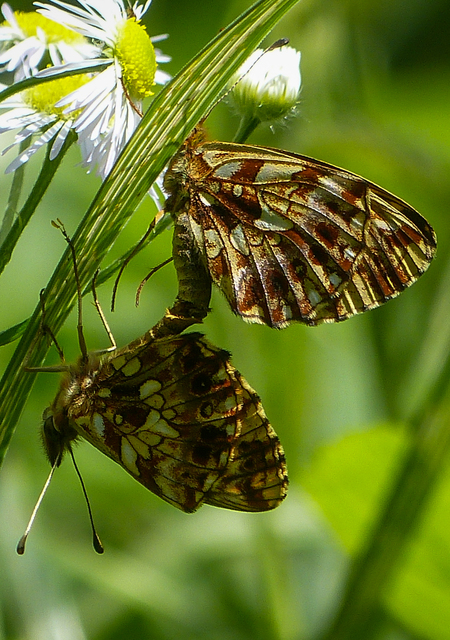 Boloria dia - kis gyöngyházlepke