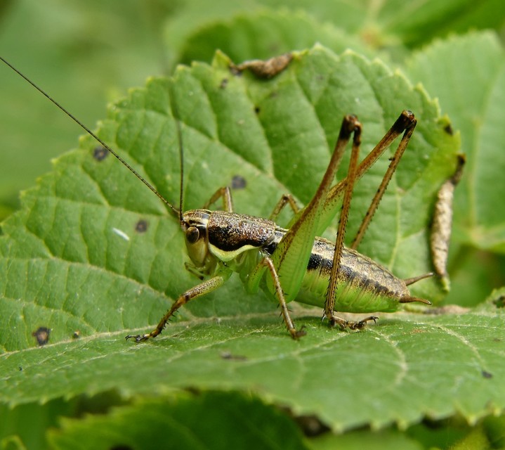 Pachytrachis gracilis - karcsú szöcske
