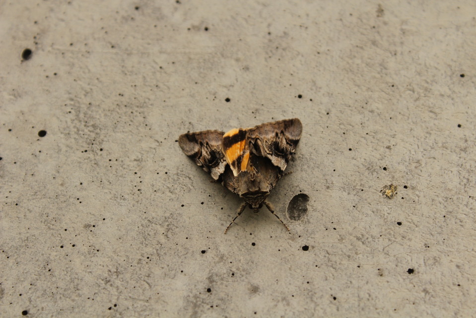 Catocala fulminea - galagonya-övesbagoly