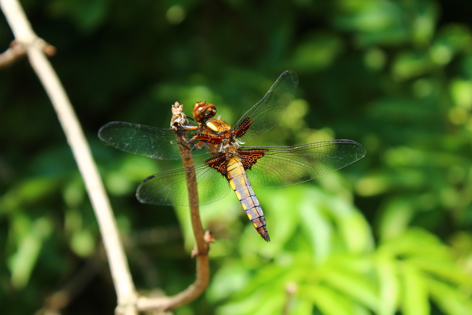 Libellula depressa - széles laposacsa