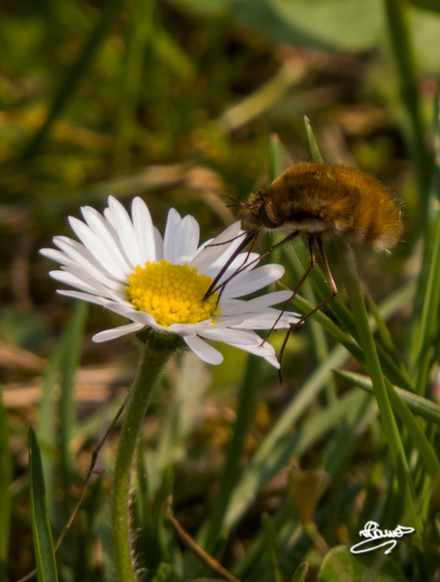 Bombyliidae - pöszörlégyfélék