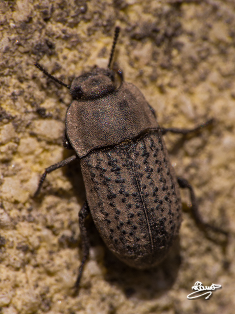 Opatrum sabulosum - sároshátú gyászbogár