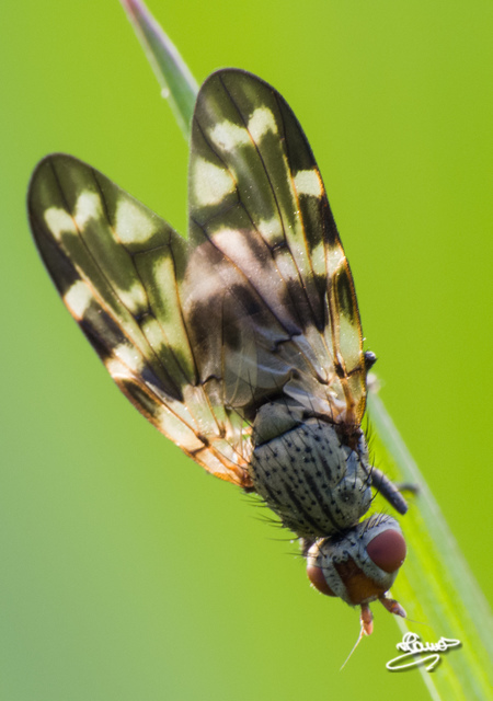Otites centralis/guttata