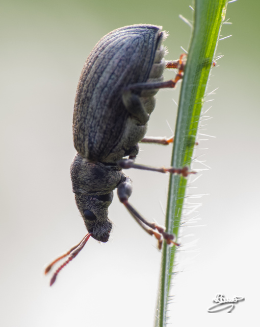 Sciaphobus squalidus - nagy szálkásbarkó