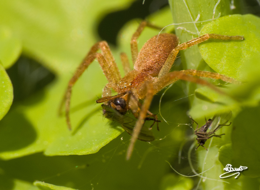 Philodromidae - fürgekarolópókok