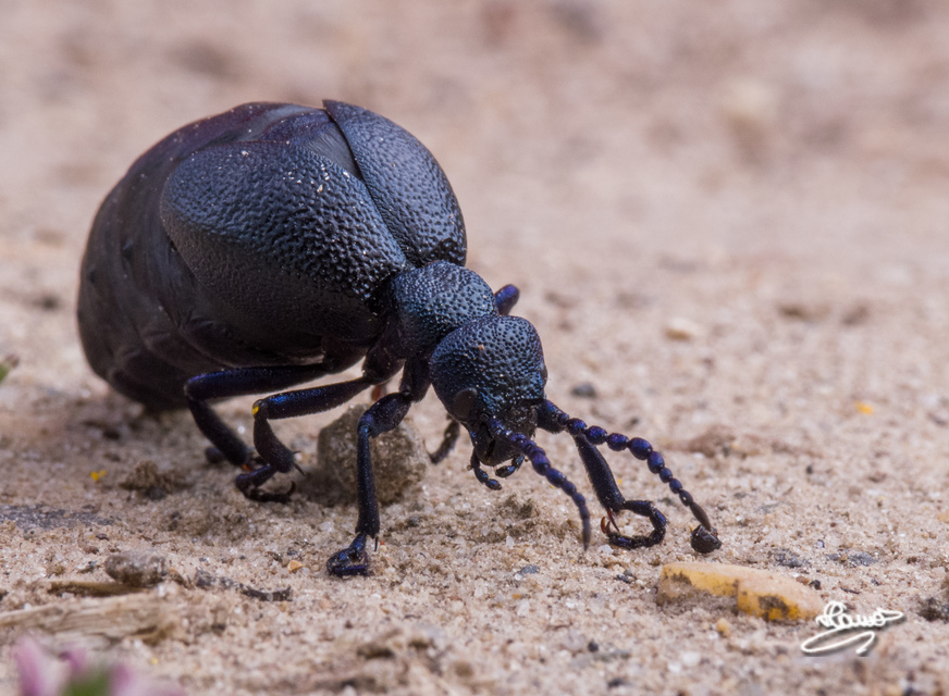 Meloe proscarabaeus - közönséges nünüke