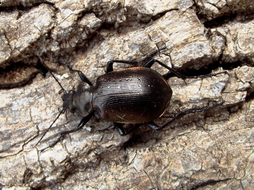 Calosoma inquisitor - kis bábrabló