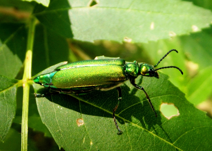 Lytta vesicatoria - kőrisbogár