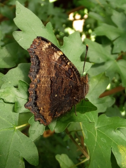 Nymphalis polychloros - nagy rókalepke