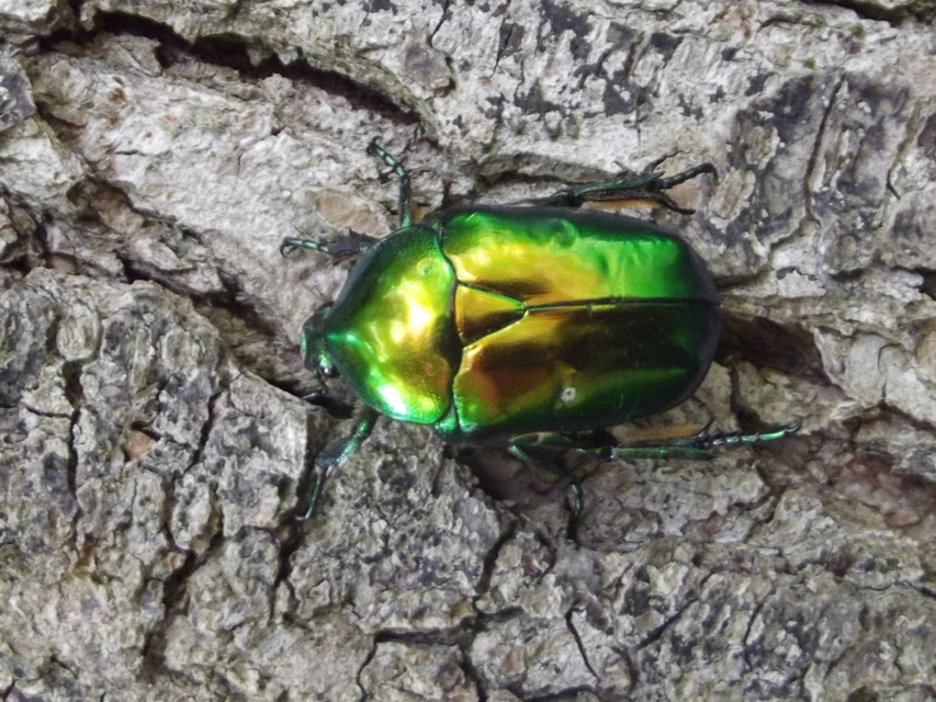 Protaetia speciosissima - pompás virágbogár