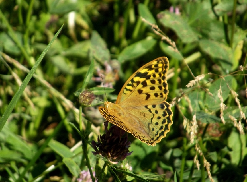 Argynnis pandora - zöldes gyöngyházlepke