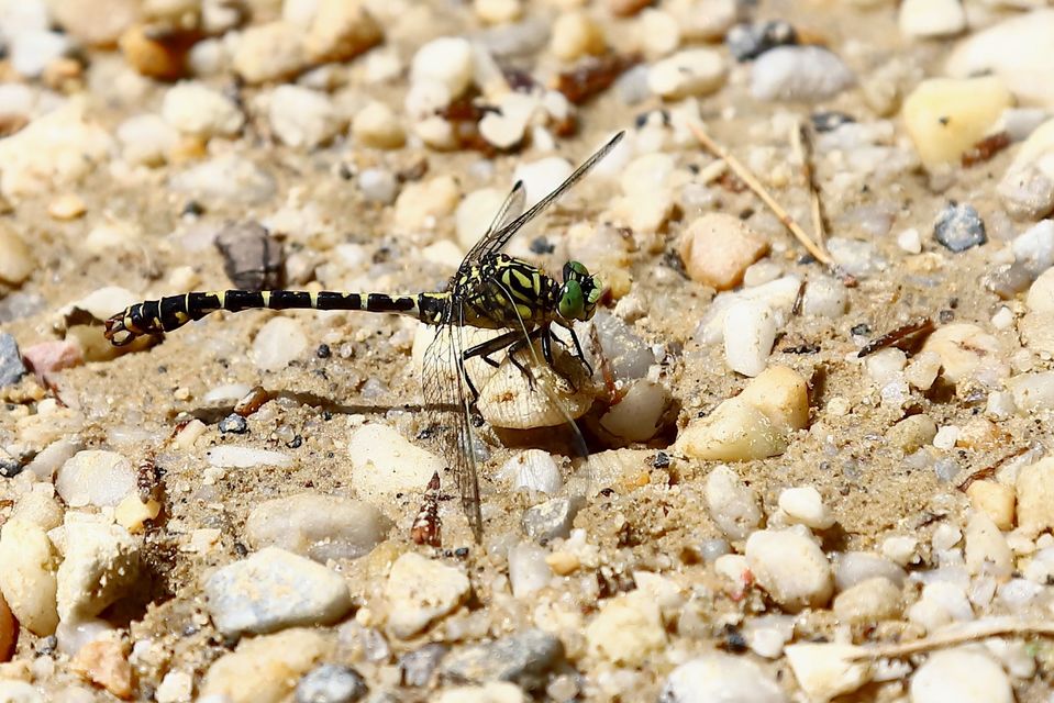 Onychogomphus forcipatus - gyűrűs folyami-szitakötő