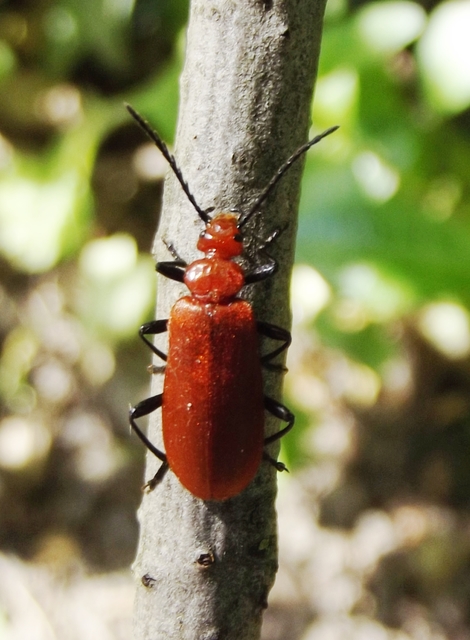 Pyrochroa serraticornis - közép-bíborbogár