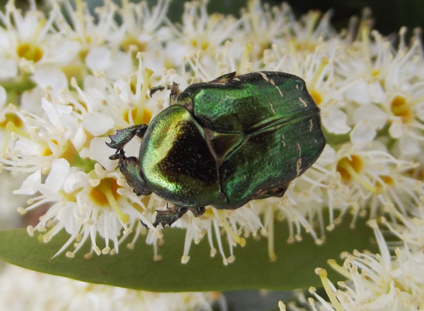 Cetonia aurata - aranyos virágbogár