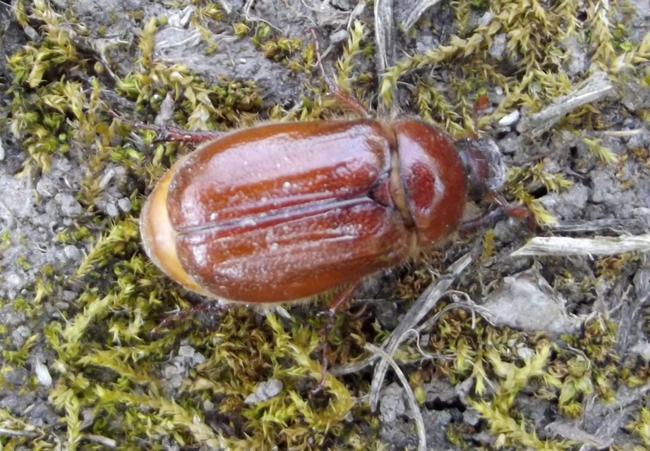 Holochelus aequinoctialis - tavaszeleji cserebogár