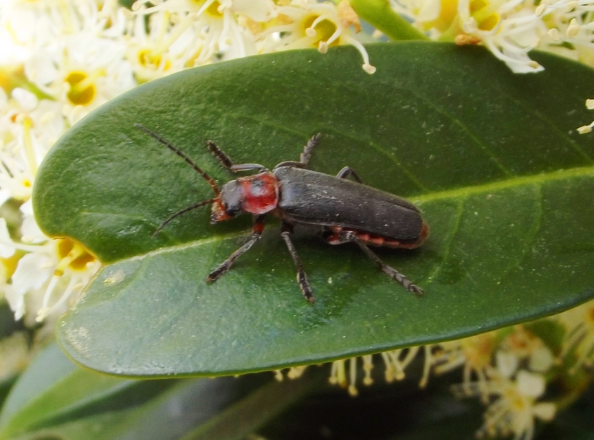 Cantharis rustica - suszterbogár