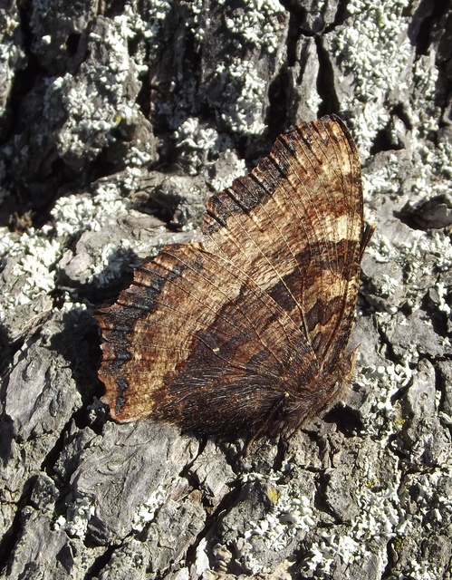 Nymphalis polychloros - nagy rókalepke