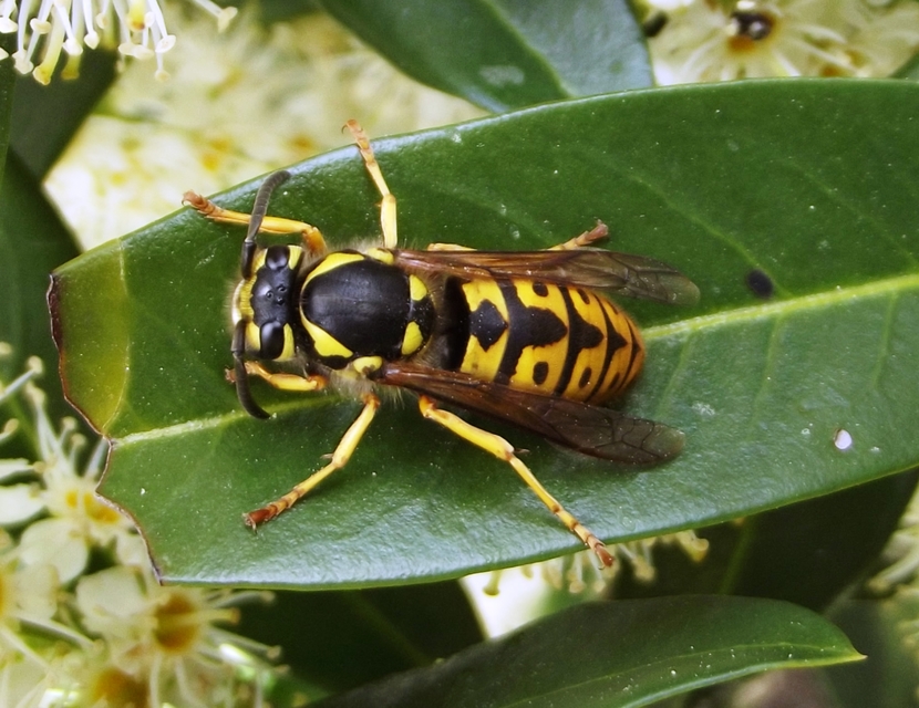 Vespula germanica - német darázs