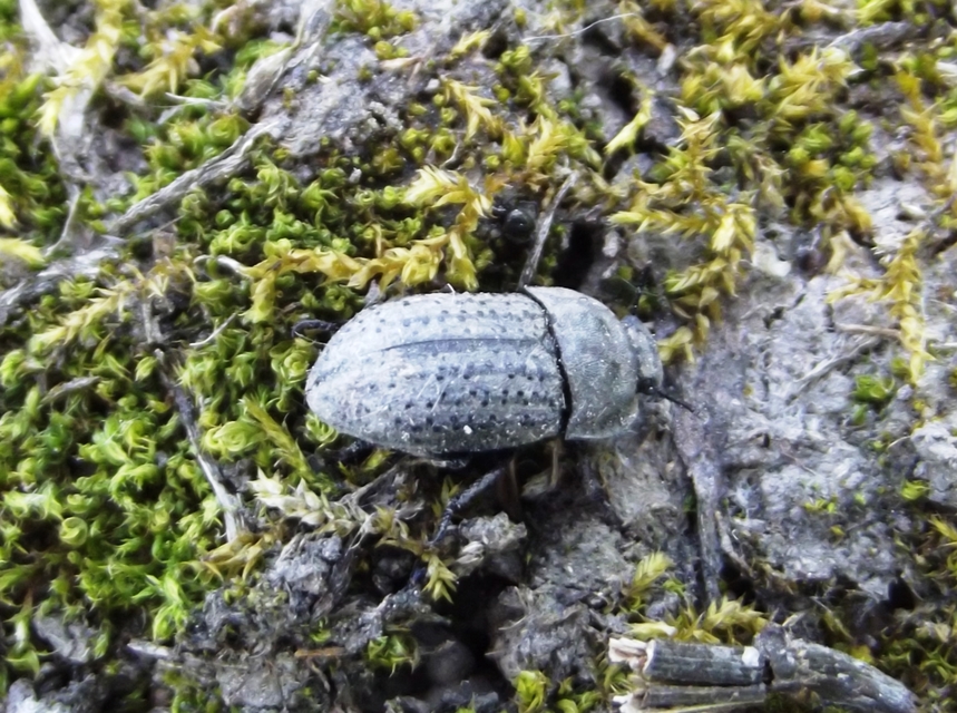 Opatrum sabulosum - sároshátú gyászbogár