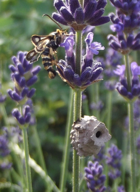 Sesiidae - szitkárfélék