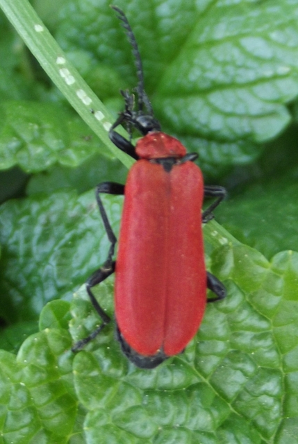 Pyrochroa coccinea - nagy bíborbogár