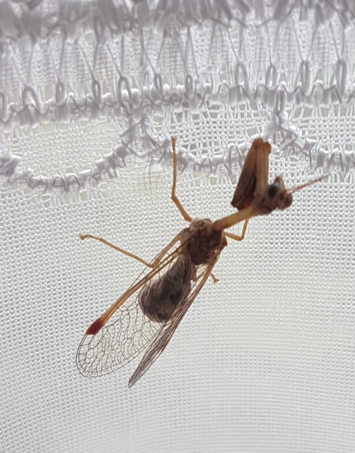 Mantispa styriaca - kétszínű fogólábú-fátyolka