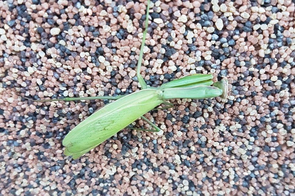 Mantis religiosa - imádkozósáska