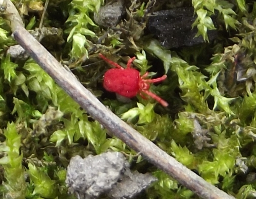 Trombidiidae