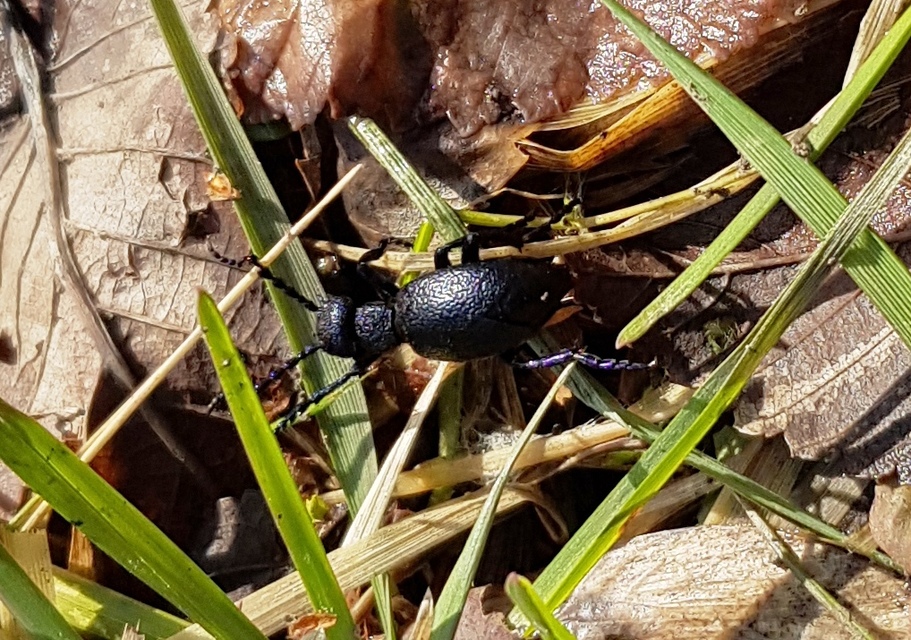 Meloe proscarabaeus - közönséges nünüke