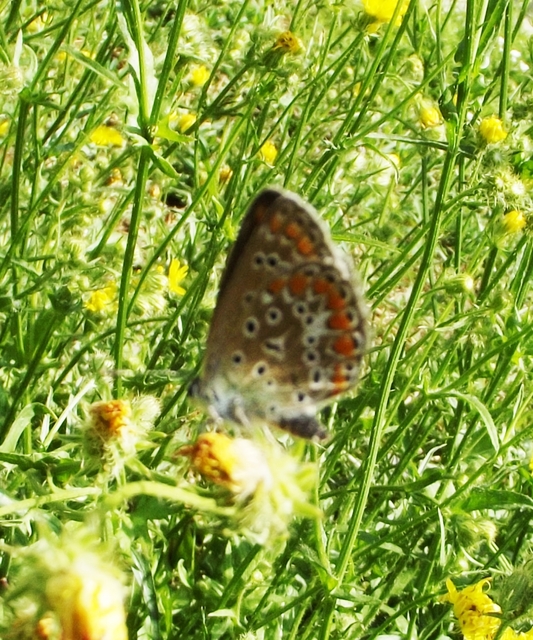 Polyommatus icarus - közönséges boglárka