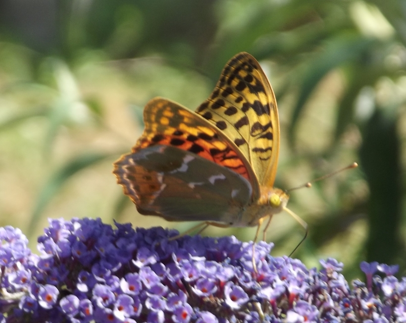Argynnis pandora - zöldes gyöngyházlepke