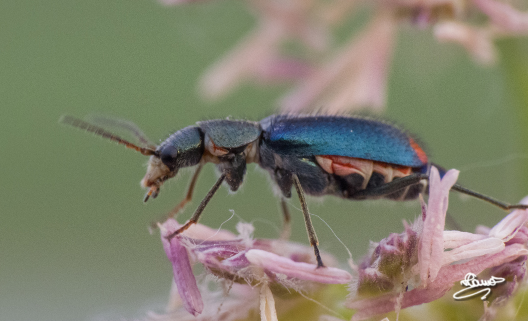 Clanoptilus