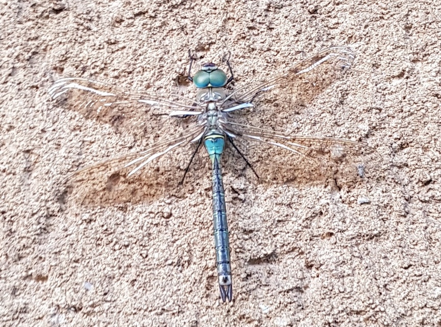 Anax parthenope - barna óriásacsa