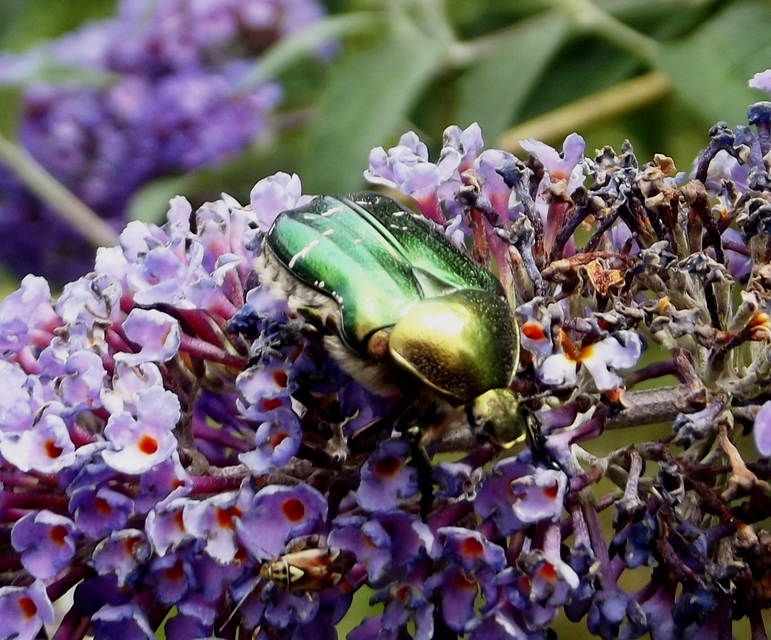 Cetonia aurata - aranyos virágbogár
