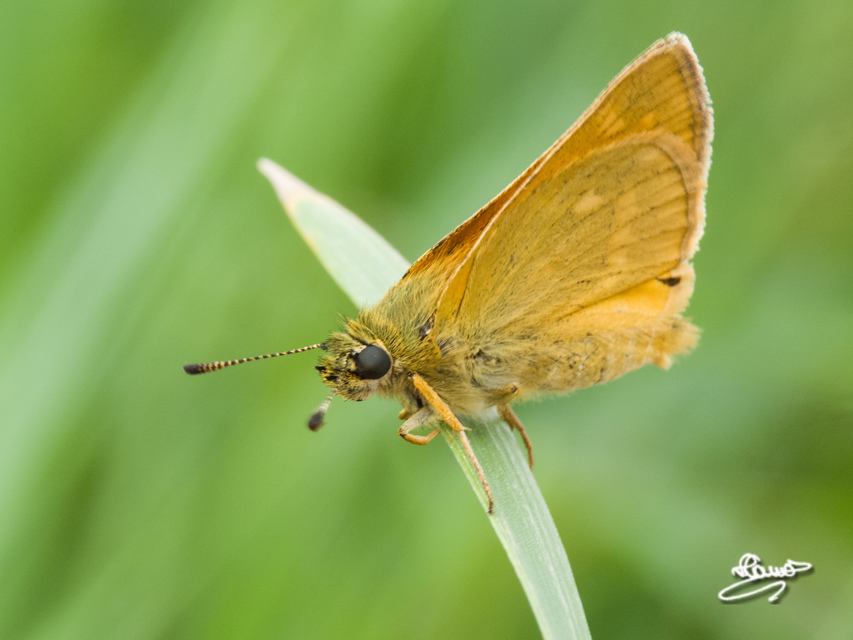Ochlodes sylvanus - erdei busalepke