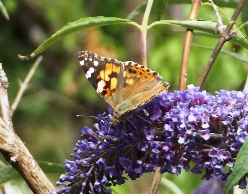 Vanessa cardui - bogáncslepke