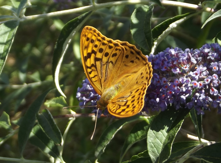 Argynnis pandora - zöldes gyöngyházlepke