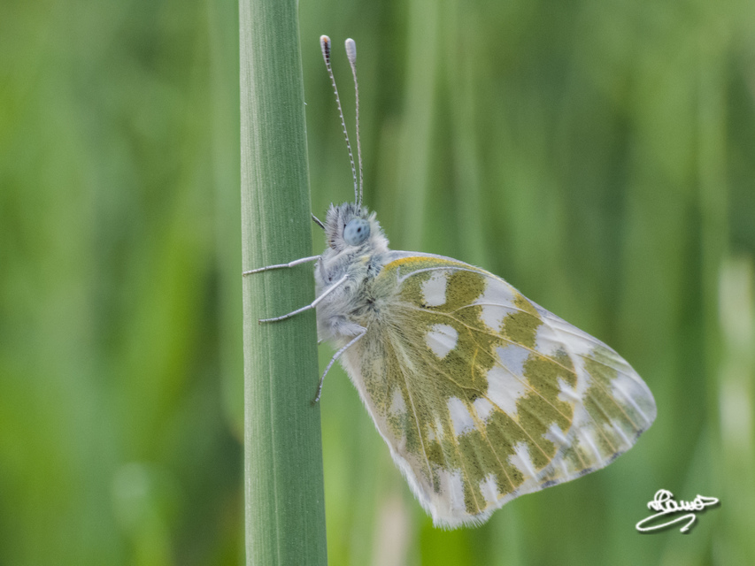 Pontia edusa - rezedalepke