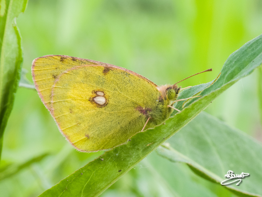 Colias croceus - sáfránylepke