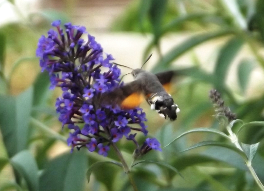 Macroglossum stellatarum - kacsafarkú szender