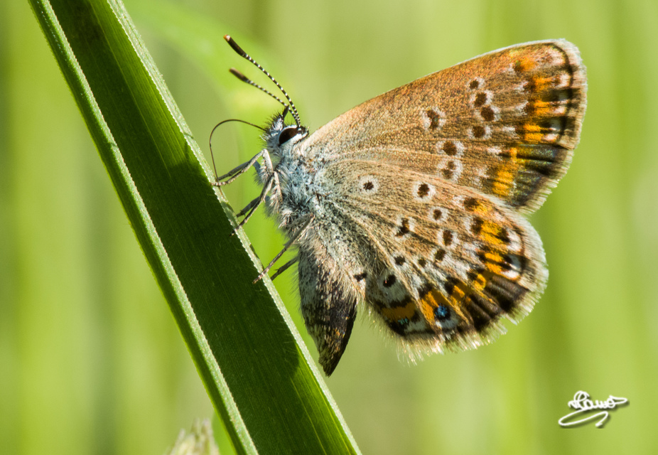 Plebejus argyrognomon - tintakék boglárka