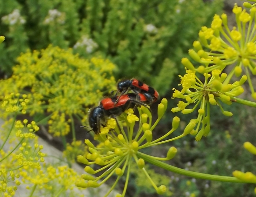 Trichodes apiarius - szalagos méhészbogár