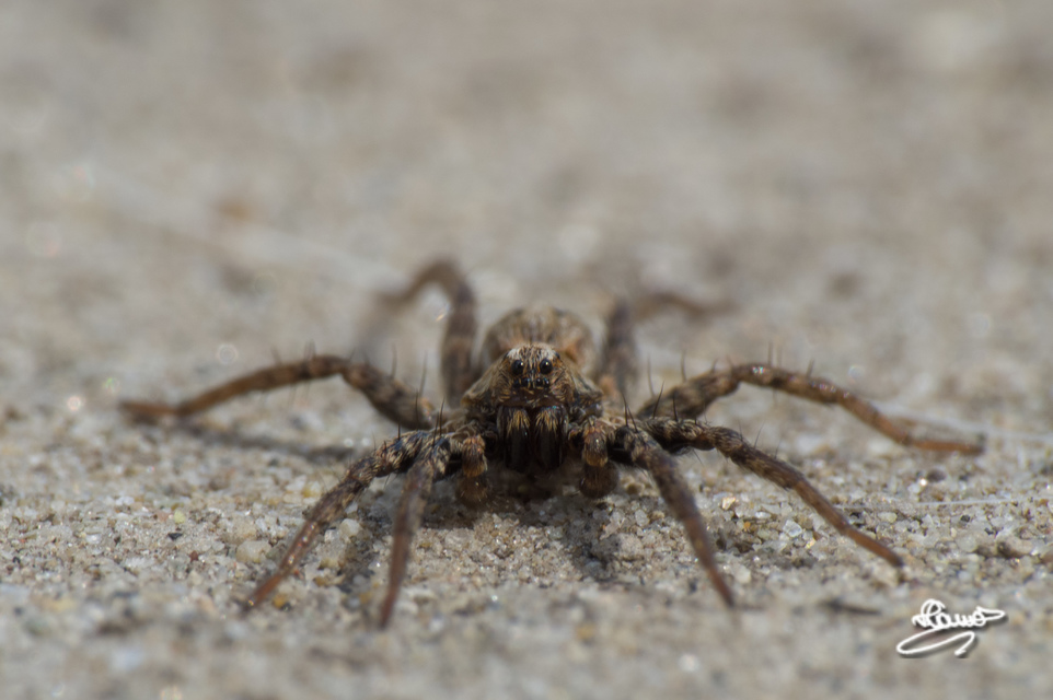 Lycosidae - farkaspókok