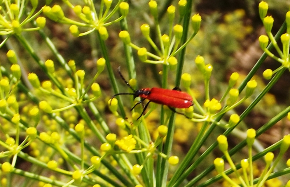 Lygistopterus sanguineus - vérbogár