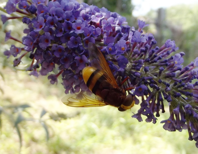 Volucella zonaria - kétöves pihelégy Volucella zonaria - kétöves pihelégy