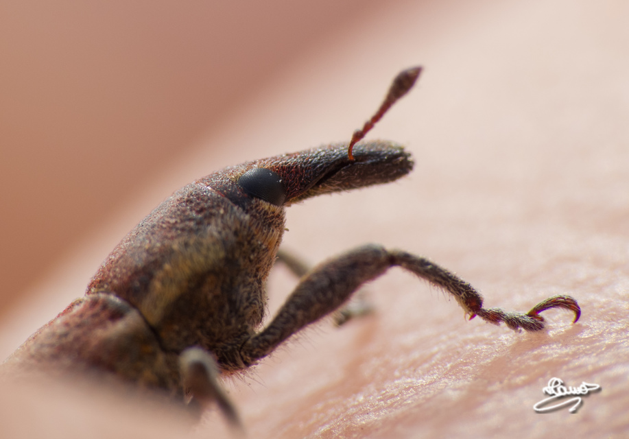 Lixus ochraceus - retek-dudvabarkó